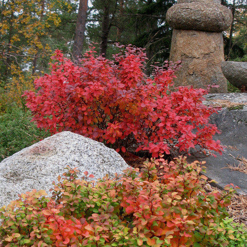 Барбарис Тунберга Admiration Berberis thunbergii