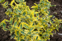 Бересклет форчуна Euonymus fortunei Emerald n Gold