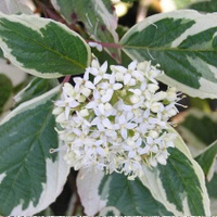 Дерен белый Cornus alba Sibirica Variegata