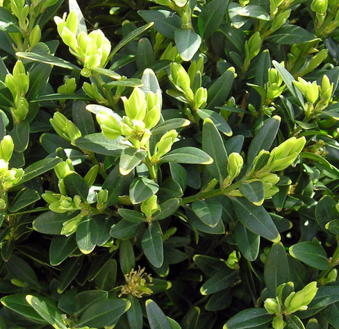 Самшит вечнозеленый (Buxus sempervirens)