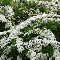 Спирея Аргута или острозазубренная Spiraea arguta