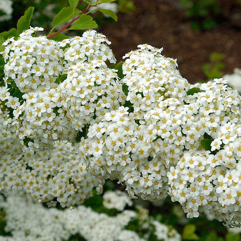 Спирея трехлопастная Spiraea trilobata