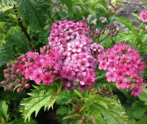 Спирея японская Криспа (Spiraea japonica Crispa)