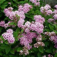 Спирея японская Литтл Принцесс (Spiraea japonica Little Princess)