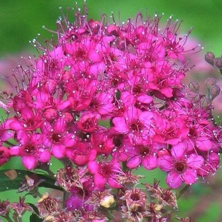 Спирея японская Красноватая (Spiraea japonica) ‘Ruberrima’