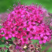 Спирея японская Красноватая Spiraea japonica ‘Ruberrima’