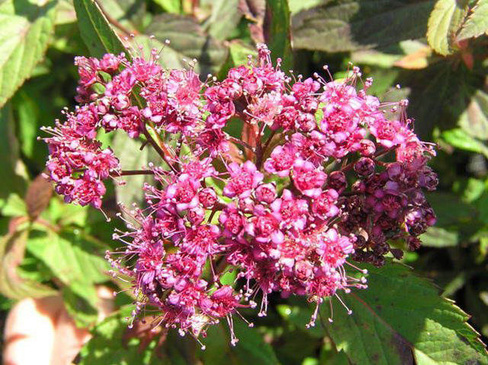 Спирея японская Зигунерблют (Spiraea japonica Zigeunerblut)