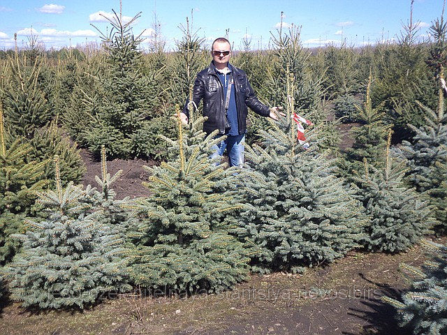 Голубая ель (серебристая) 1м