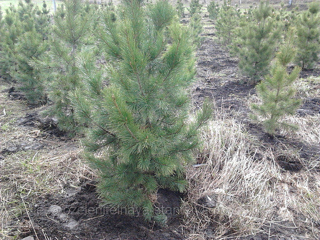 Кедр 1.6-2м