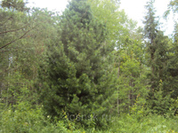 Саженцы кедра-крупномера, высота 4 м - 6 м